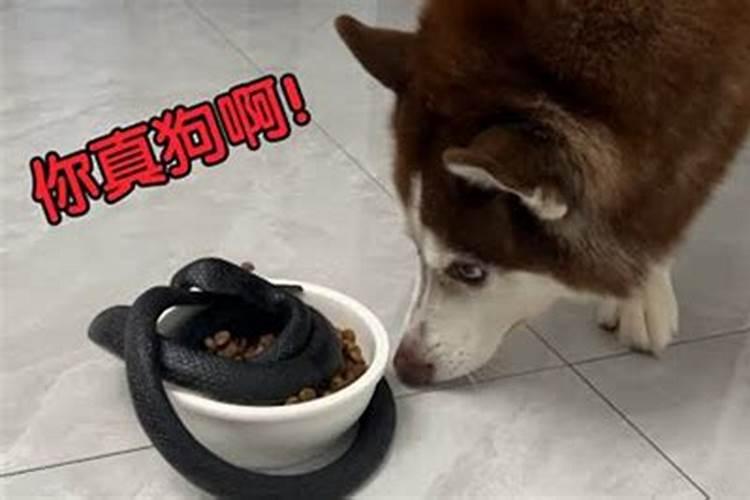 梦见狗吃了蛇的的预兆