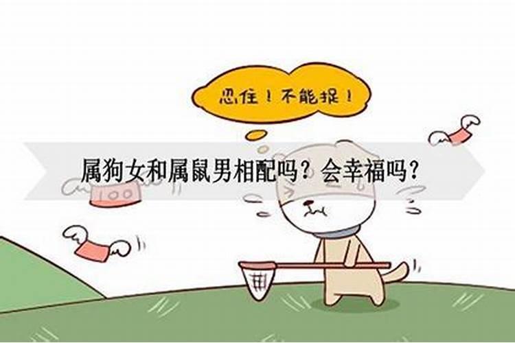 94狗跟96鼠可以结婚吗