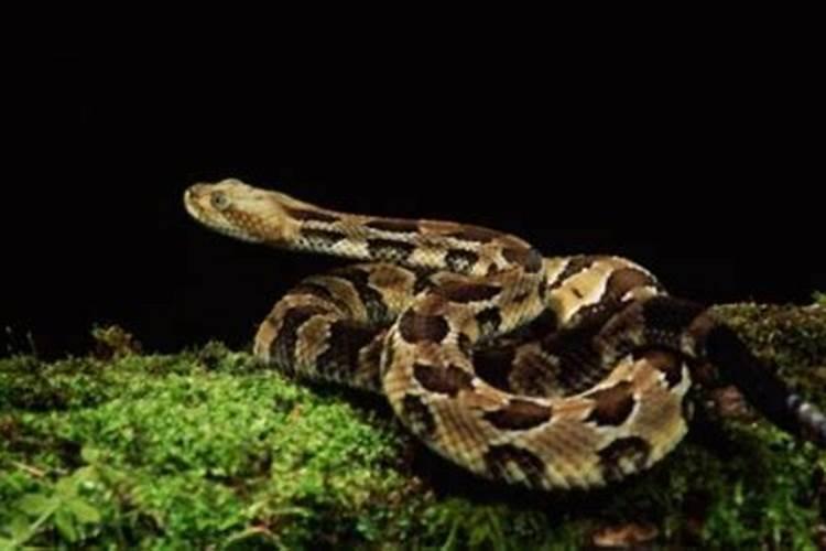 梦见陌生女人主动和我说话