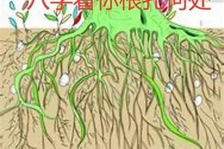 童子命送还替身？