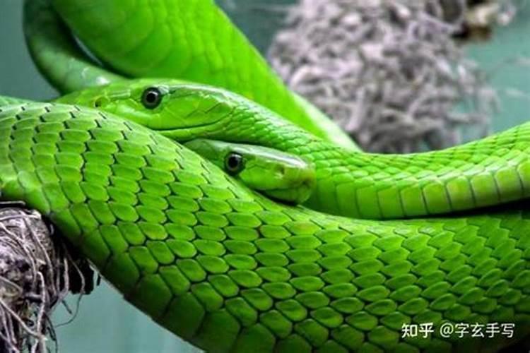 怀孕了做梦梦到蛇是什么意思？