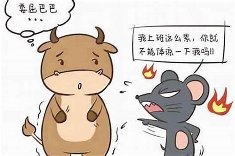 属鼠本命年要注意什么