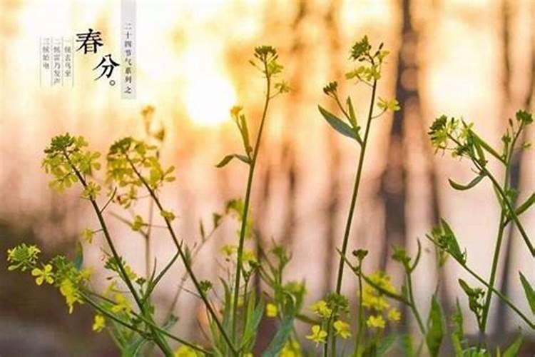 1975年属兔阴历二月初二下午五点出生什么命