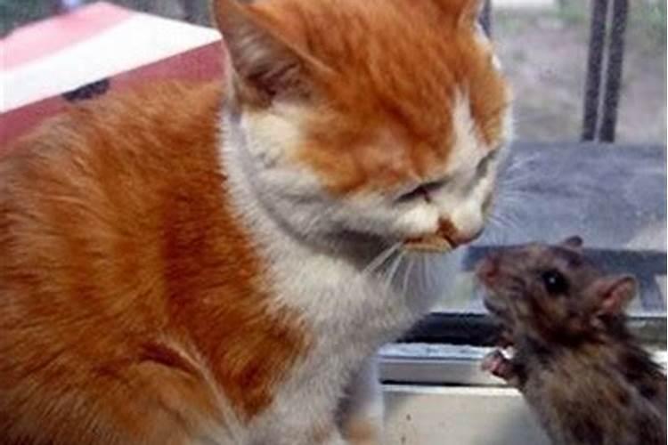 孕妇梦见猫和老鼠了什么意思