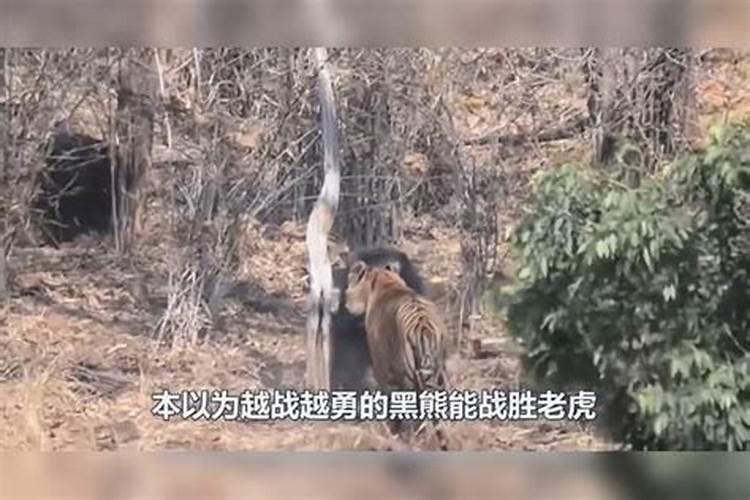 梦见被老虎追爬上树什么意思梦见被老虎追