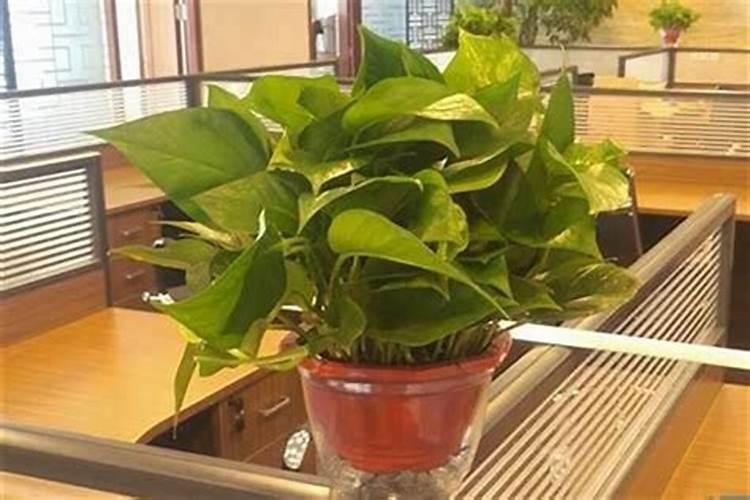 家里如何摆放防小人的植物