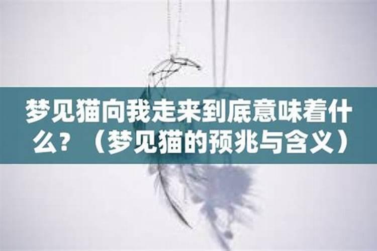 梦见黑色马的预兆