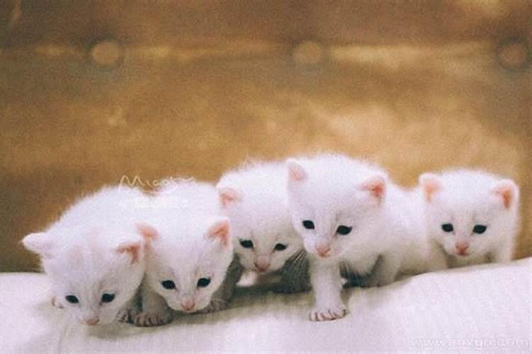 梦见猫生了一窝小猫是什么意思