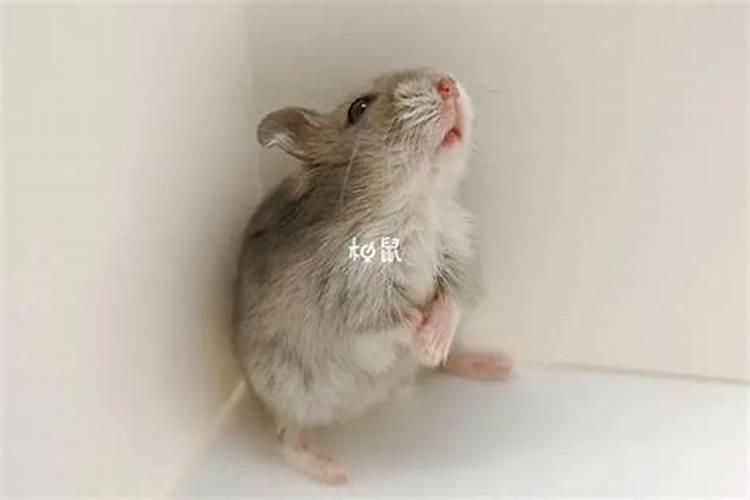 女人梦见老鼠是胎梦吗
