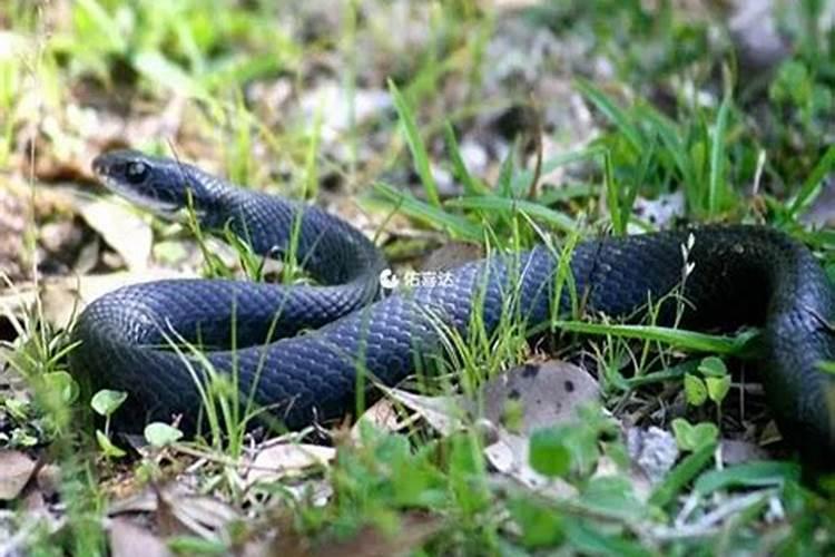 梦见男人生孩子是什么意思