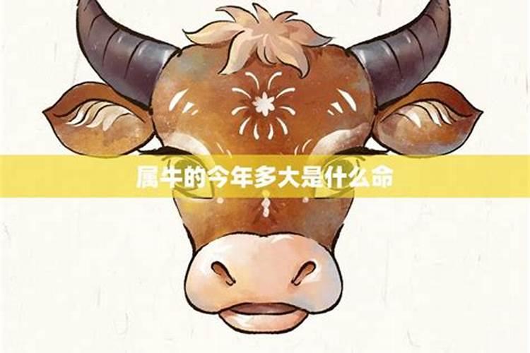 属牛的人2025年的命运
