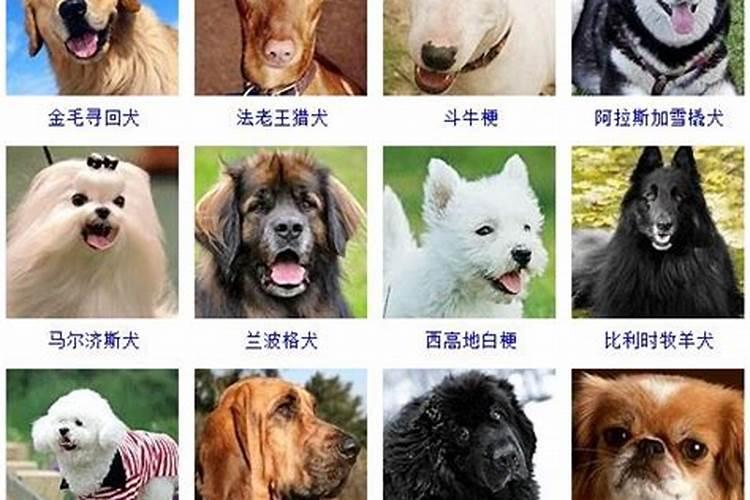 12月份出生的狗宝宝怎样取名运势好