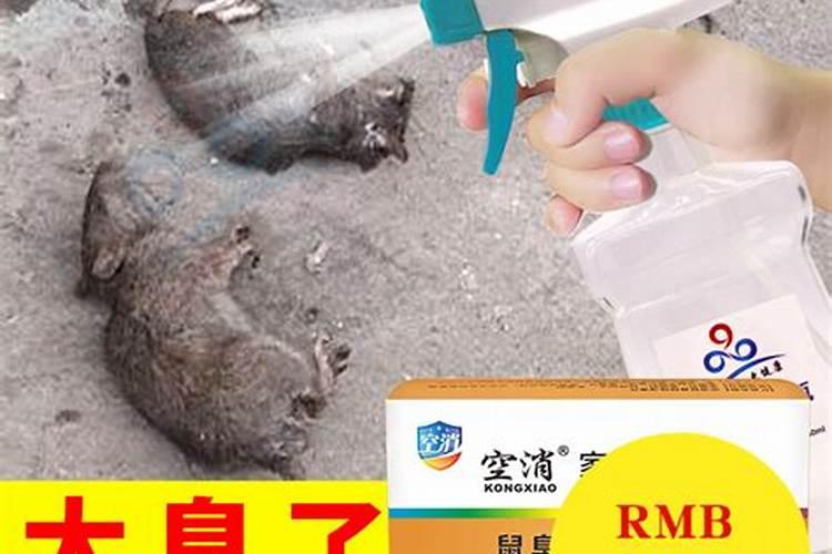 梦见死老鼠满地