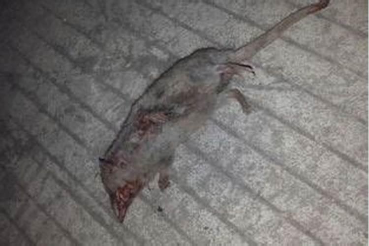 周公解梦梦到死老鼠