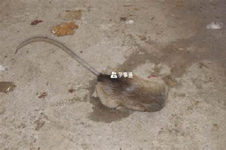 梦到满地的死老鼠是什么意思