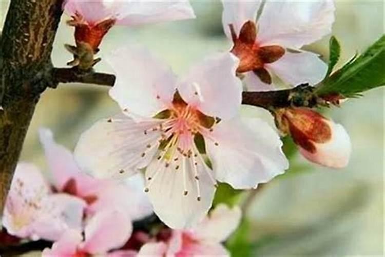 犯太岁算农历还是公历