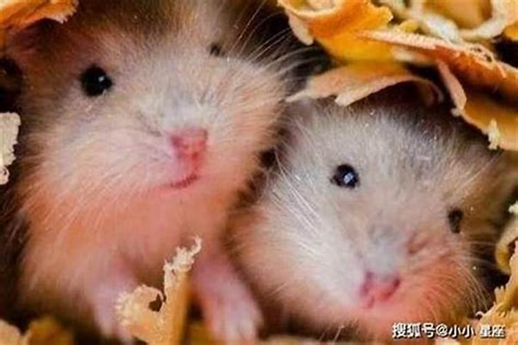 女鼠农历几月出生带财 幸福美满羡煞旁人？