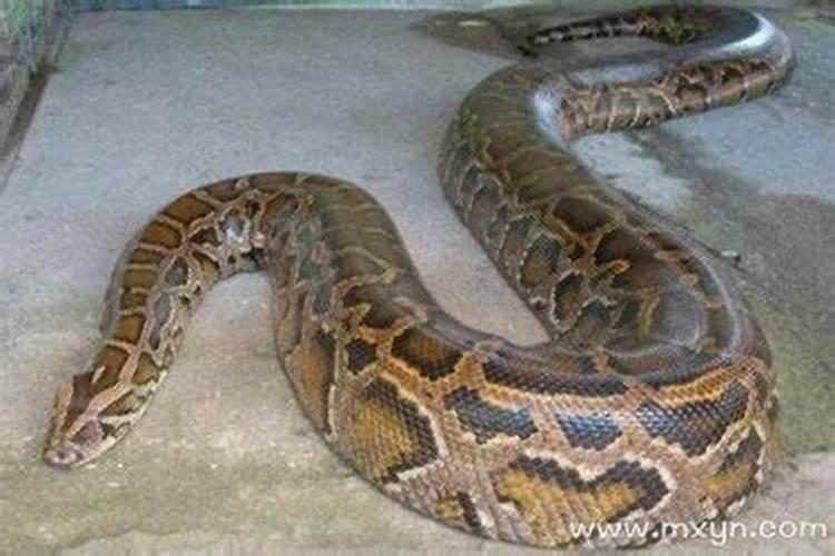 梦见大蟒蛇是什么意思啊？
