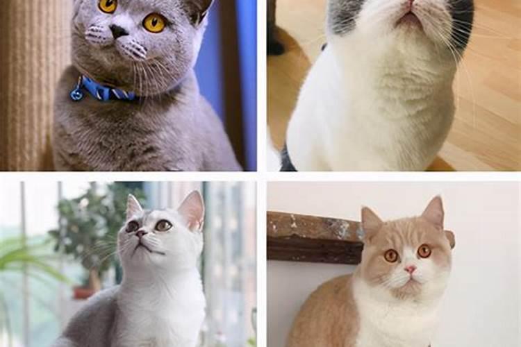 什么属相养猫能旺财 猫适合什么属相的人养