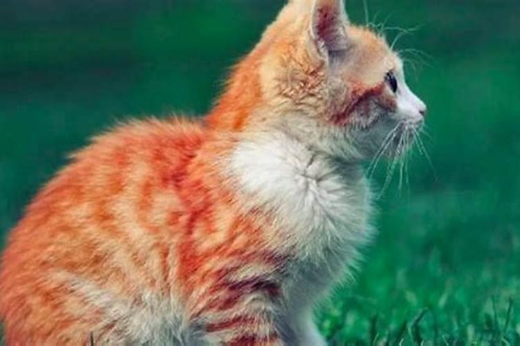 哪些属相适合养猫？