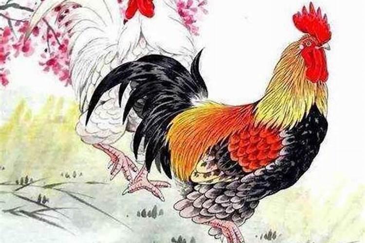 属羊女和属鸡男的婚姻相配吗