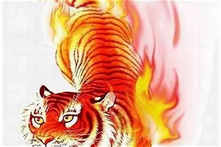 属虎的几月出生命运最好