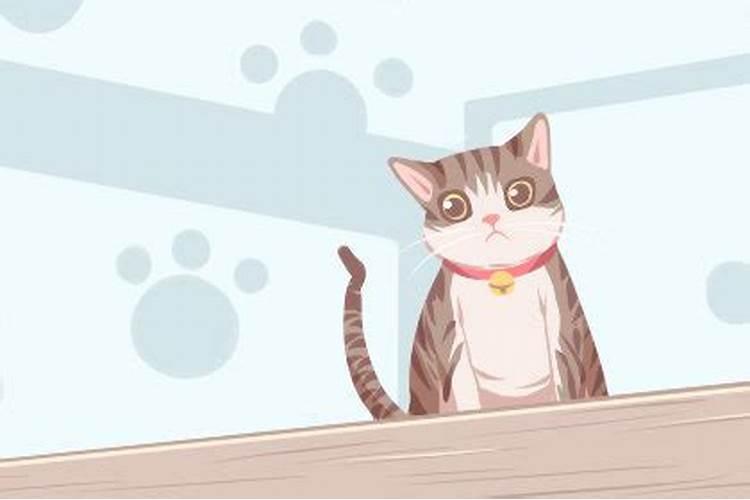 梦见猫向自己扑来很凶吓醒了