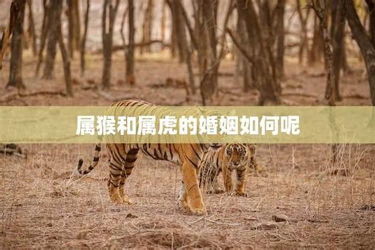 八字命硬还是命弱好