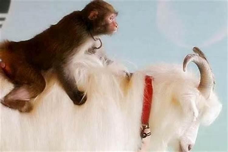 属相婚配猴男猴女,请问属猴男与属猴女的两个人在一起属相相配吗？