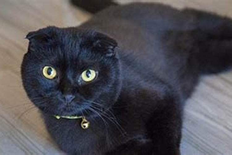 梦见黑猫是仙家在暗示什么
