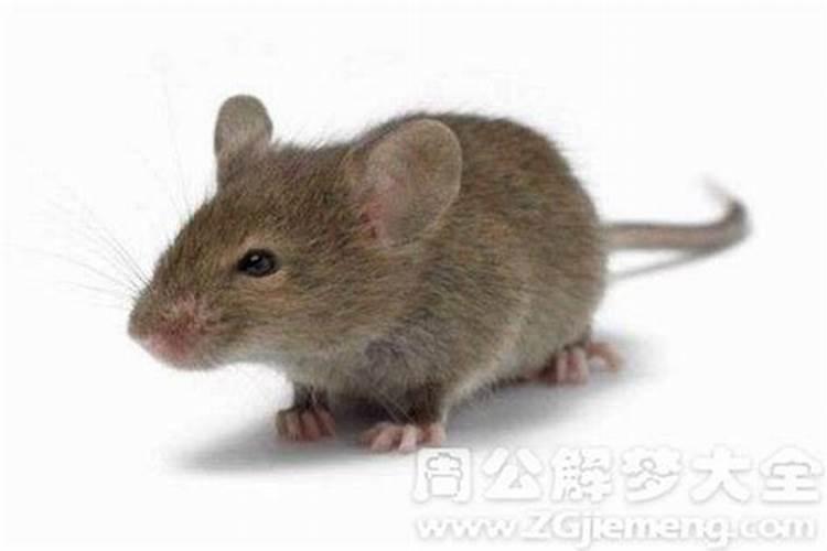 犯太岁的人身体有什么征兆,犯太岁需要注意什么