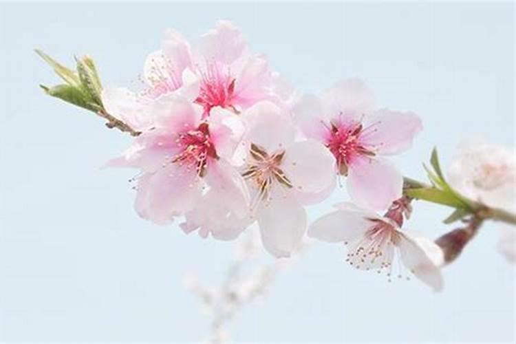 哪些梦代表桃花运来了