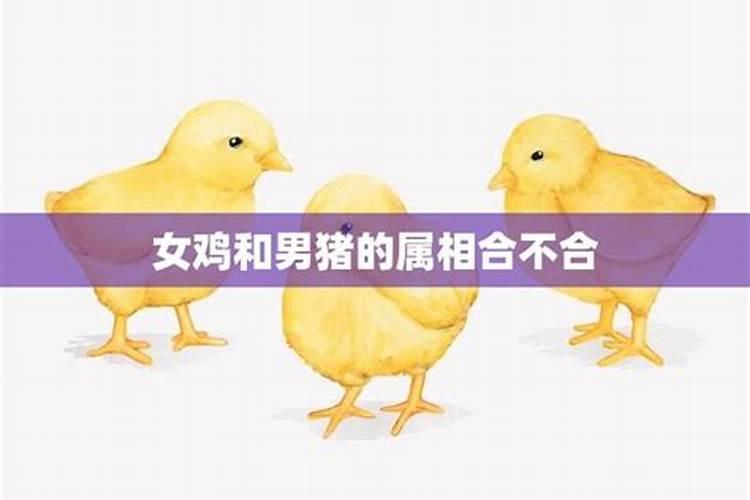 合婚姻:属鸡的女人和属鸡男能配吗 婚姻好不好
