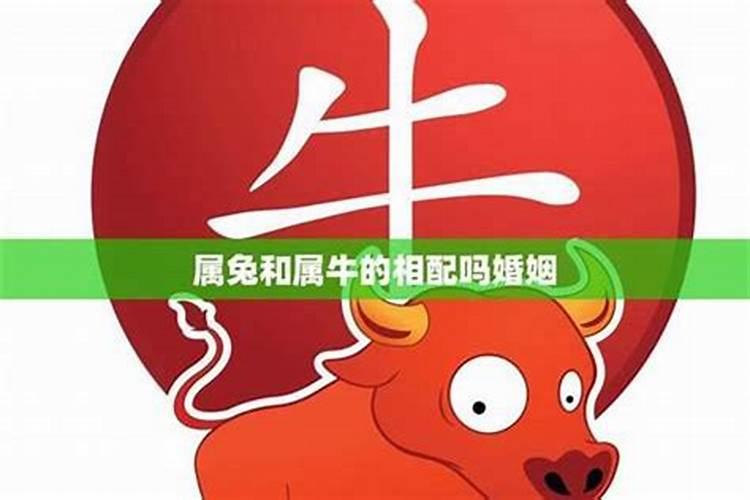 男牛女兔属相合不合