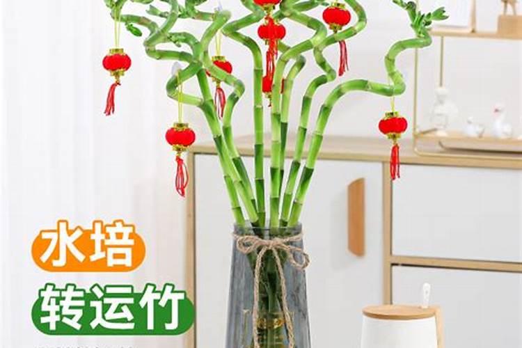 客厅摆什么植物好看又旺财水培、客厅养什么花好旺财