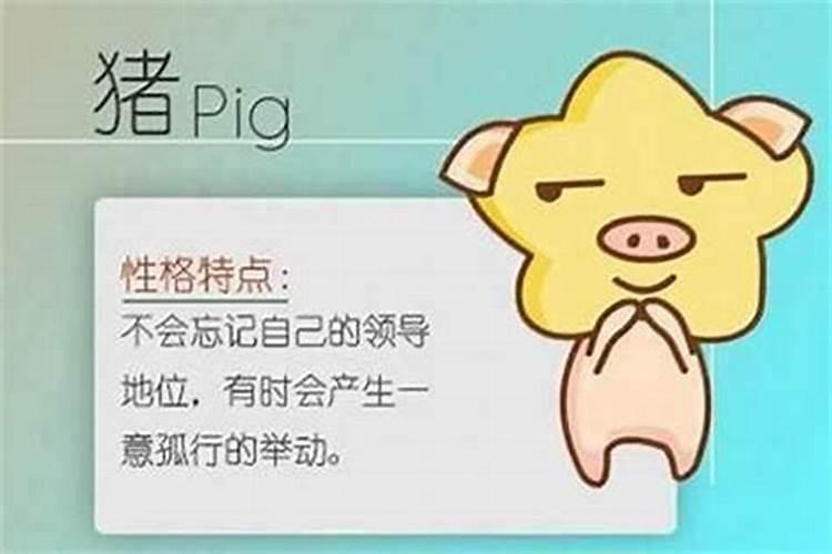 猪和鸡相冲吗