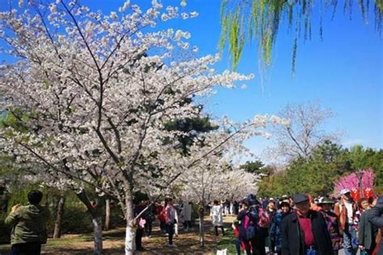 清明节北京周边适合去哪里旅游