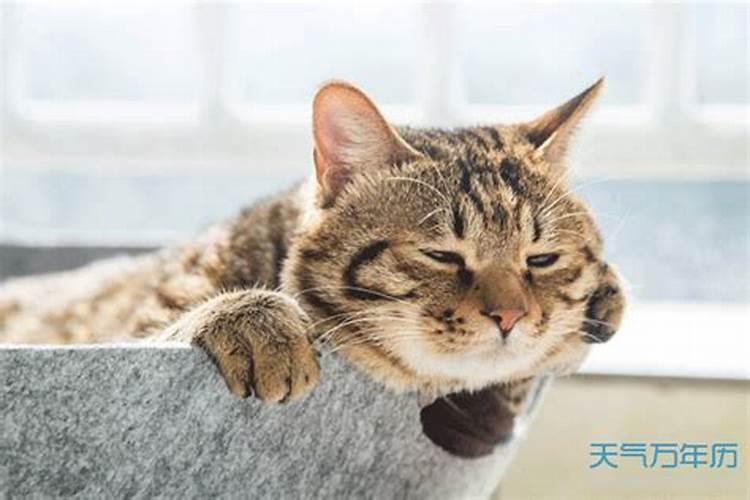 梦见养的猫死了是什么意思？
