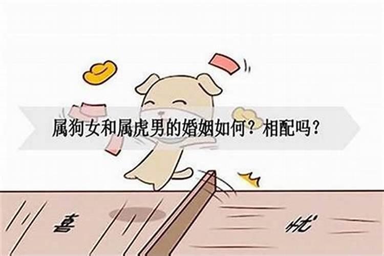 虎狗属相婚配好不好