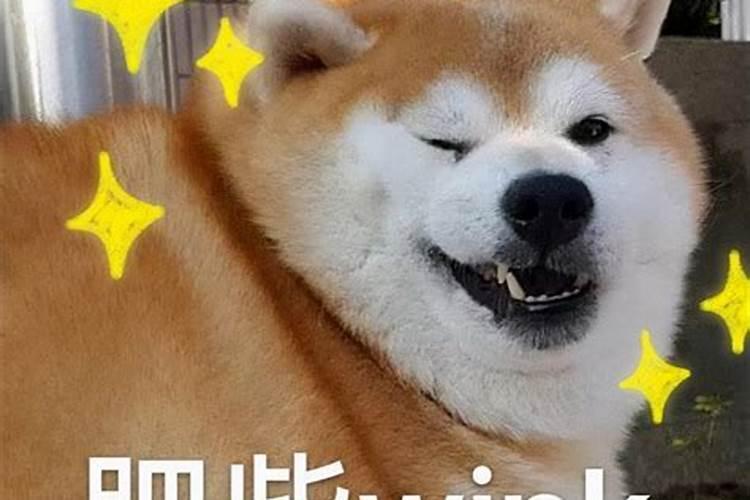 梦见狗发情往我身上扑的预兆