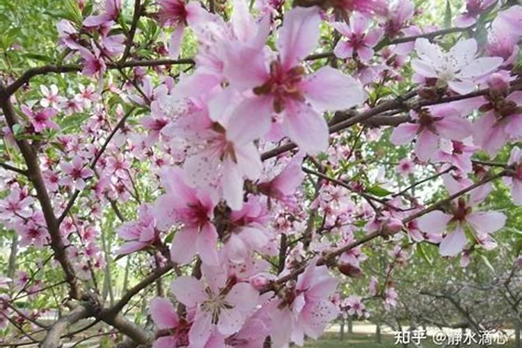 生肖蛇2025年运势及运程如何