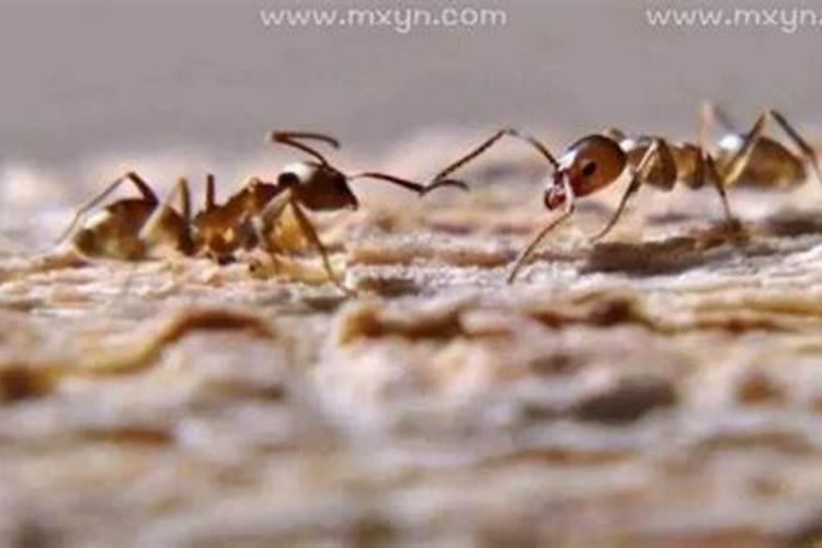 梦到臭虫是什么意思 梦到臭虫寓意