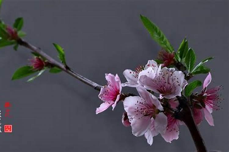 八字看正缘,你何时会脱单？如何主动催旺桃花？
