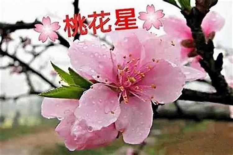 怎么才能旺桃花运 旺桃花的方法有什么