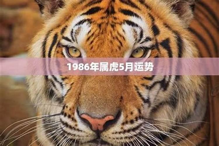 86年属虎的人2025年的运势及运程