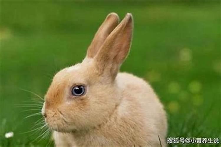 鼠与兔相配吗？