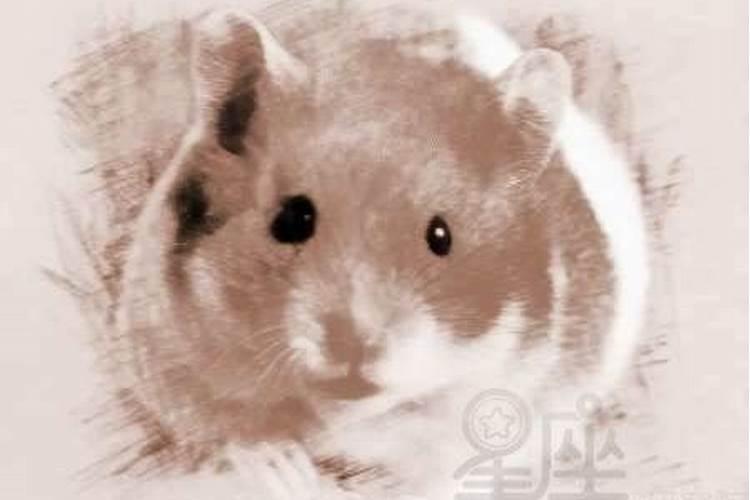 属龙未来三年运势大揭秘 属龙人未来三年运势怎么样