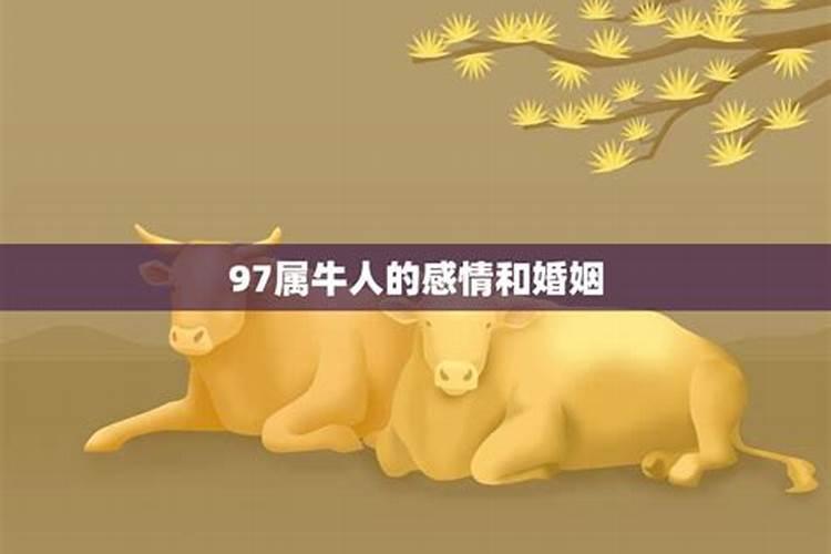 属牛人的婚姻与命运,一生感情如何