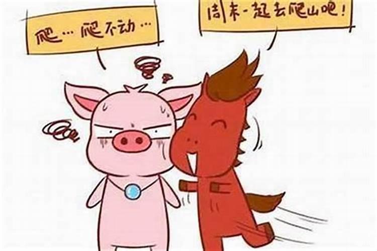 男属猪的和女属猪的属相可以相配吗？