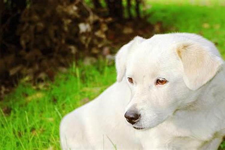 梦见狗死了又复活了的预兆